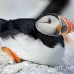 puffin_atlantic_msi_h_0577_can1605.jpg